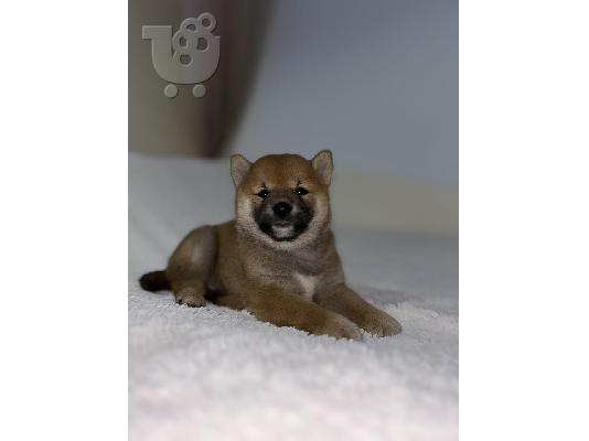 PoulaTo: Κουτάβια Shiba Inu